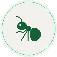 Hormigas