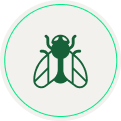 Insectos Voladores