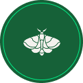 Granos